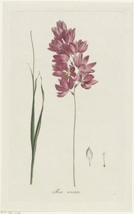 Ixia patens Aiton Ixia aristata (tittel på objekt)