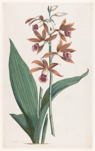 Moerasorchidee Limodorum Tankervilliae (tittel på objekt)