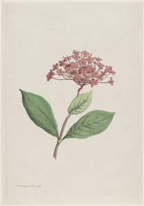 Påfuglkirsebær (Ixora coccinea)