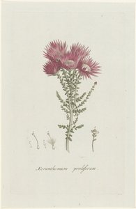 Phaenocoma prolifera Xeranthemum proliferum (tittel på objekt)