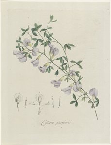 En lilla brasme Lilla Cytisus (tittel på objekt)