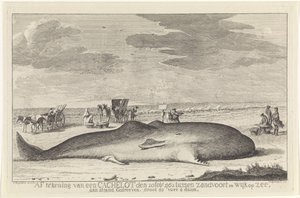 vasket opp spermhval Signering av en cache-lott 20. februar 1762 mellom Zandvoort og Wyk op Zee, kjørt på en strand, stor 61 fot 6 duum. (tittel på objekt) av Hendrik Spilman