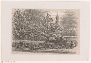 Tre blåst ned ved Koekamp, ​​​​etter stormen 28. mai 1860 Koekamp (tittel på objekt) Album med ti litografiske skisser, som viser Tooneelen of the Destruction, agitert av stormen 28. mai 1860 i 