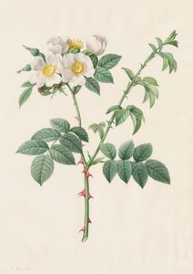 Brier Bush Rose eller Hunderose Rosa Leucantha, 1817-1824. av Pierre Joseph Redouté