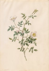 Brier Bush Rose eller Hunderose Rosa Sepium Rosea, 1817-1824. av Pierre Joseph Redouté