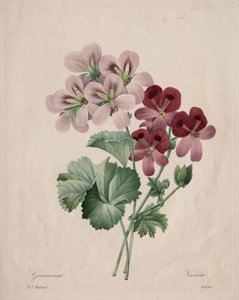 Geranium, 1827. av Pierre Joseph Redouté