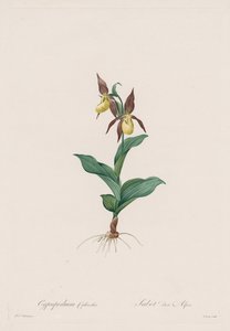 Les Liliacées: Cypripedium-sko, 1802-1816. av Pierre Joseph Redouté