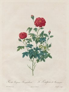 Rosa pompom, 1817-1824. av Pierre Joseph Redouté