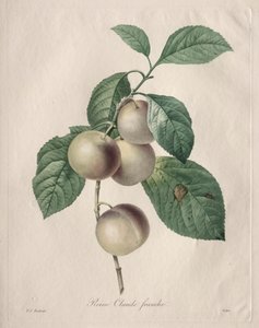 Reine Claude Plum, 1827. av Pierre Joseph Redouté