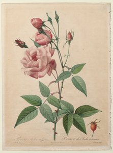 Rosene: Kina eller Bengal Rose, 1817-1824. av Pierre Joseph Redouté
