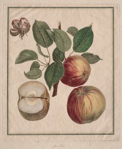 Eple med blad- og fruktblomster, 1768.
