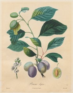Avhandling om frukttrær: Bifer Plum