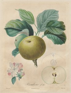 Treatise on Fruit Trees: Summer Rambour, 1808-1835.