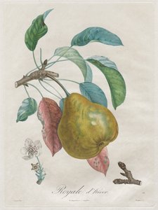 Avhandling om frukttrær: Kongelig vinter, 1808-1835.