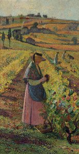 Innhøstingen; Druehøsten, ca.1925
