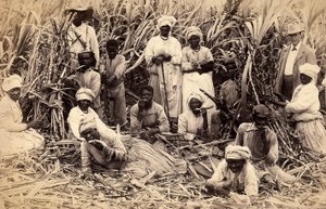 Sukkerrørkuttere, Jamaica av Henri S. Duperly