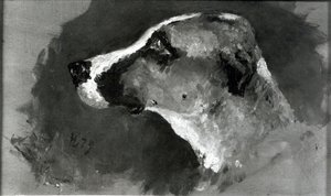 Kopf eines Hundes mit kurzen Ohren, 1879