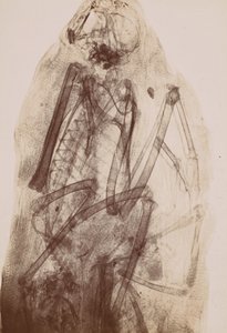 [Røntgen av en rovfugls mummi], 1896. av Henri van Heurck