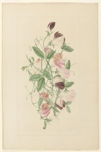 Sukkererter av Henrietta Benson Homer