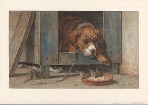 Katt spionerer fugler på en sovende hund