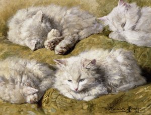 Studier av en langhåret hvit katt, 1896