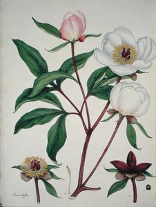 Paeonia Albiflora, fra 