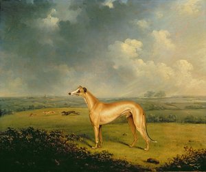 Pastor Henry Bate Dudleys Greyhound "The Miller"