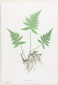 Bregner fra Storbritannia og Irland: Polypodium Phegopteris av Henry Bradbury