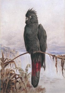 Australian Red-tailed Black Cockatoo (akvarell og kroppsfarge på papir)