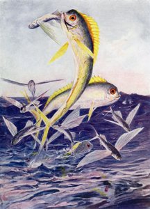 Flygefisk angrepet av Henry Charles Seppings Wright