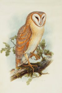 Låveugle,