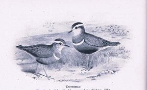 Dotterells, Nature in Britain utgitt av Collins, 1946