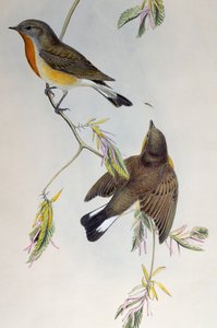 Rødbrystet fluesnapper (Ficedula parva), fra Birds of Great Britain