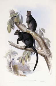 Tre Kenguru