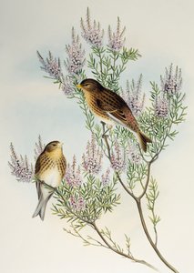 Twite (Carduelis flavirostris), fra Birds of Great Britain av Henry Constantine Richter