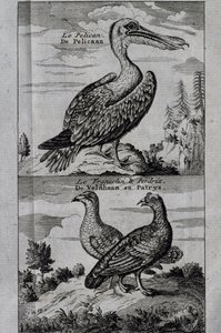 Pelican, Hazel rype og Partridge, gravering fra Voyage laget til Hudson
