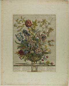februar, fra Twelve Months of Flowers av Henry Fletcher