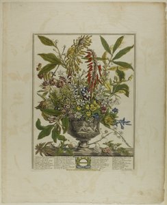 januar, fra Tolv måneder med blomster