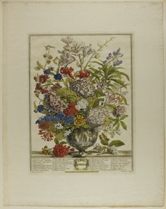 juli, fra Tolv måneder med blomster av Henry Fletcher