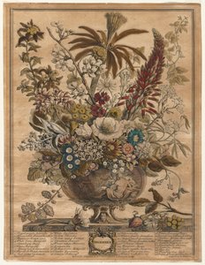 Tolv måneder med blomster: desember av Henry Fletcher