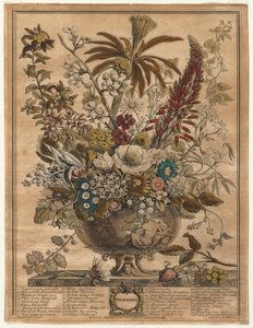 Tolv måneder med blomster: desember 1730.