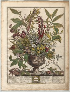 Tolv måneder med blomster: januar