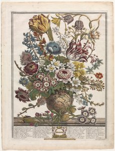 Tolv måneder med blomster: mars 1730.