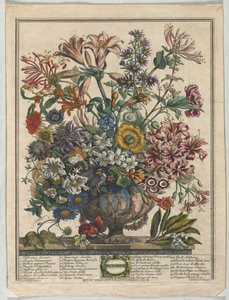 Tolv måneder med blomster: oktober 1730.