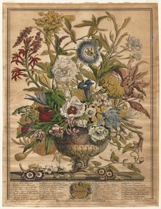 Twelve Months of Flowers: September, 1730.    1136229   no       norwegian Successfully Translated  Original: Merced River, Yosemite, ca. 1872, printed ca. 1876. Translat: Merced River, Yosemite, ca. 1872, printed ca. 1876. 1142036 no norwegian Successfull