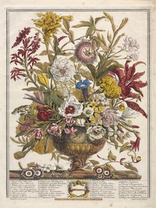 Tolv måneder med blomster: september 1730.
