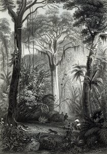Scene i en brasiliansk skog gravert av J.Bishop