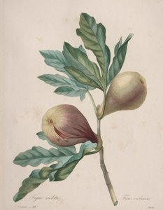 Valg av de vakreste blomstene...vakreste frukter: Fiolett Fig