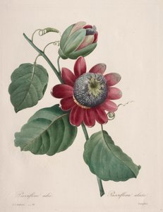 Valg av de vakreste blomstene...vakreste frukter: Passiflore ailee av Henry Joseph Redouté