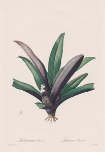 Les Liliacées: Tradescantia discolor av Henry Joseph Redouté